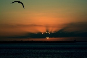 黄昏中飞行的海鸥