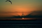 黄昏中飞行的海鸥