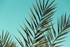 蓝色棕榈树