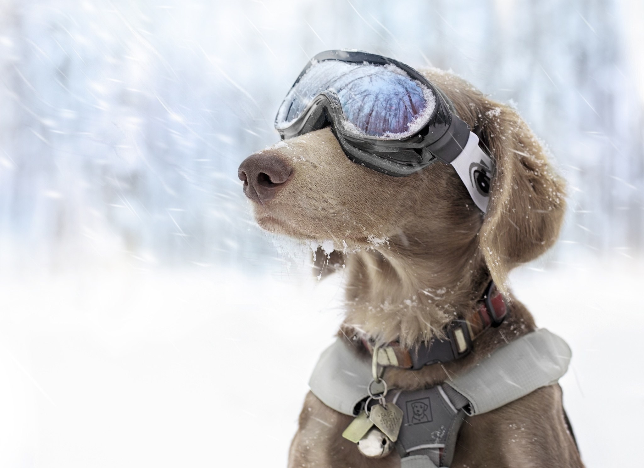 滑雪的狗狗