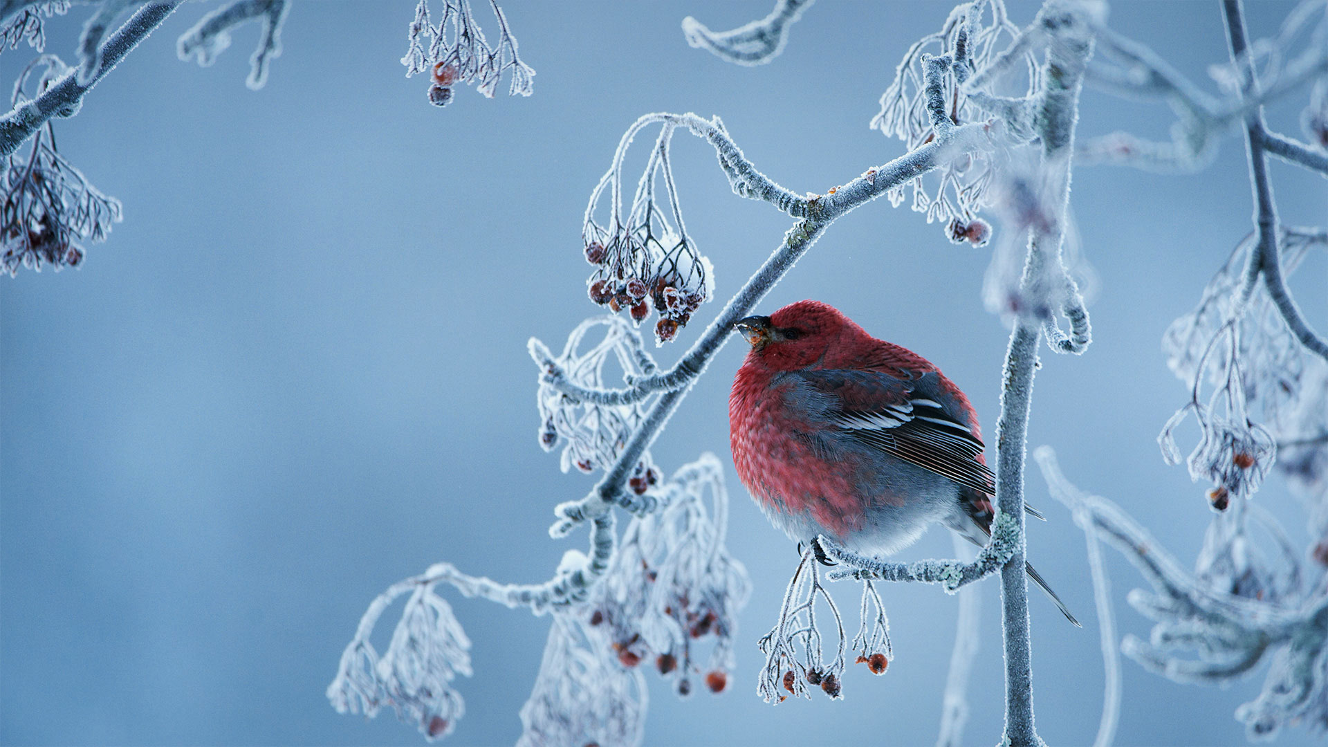 雪中的小鸟