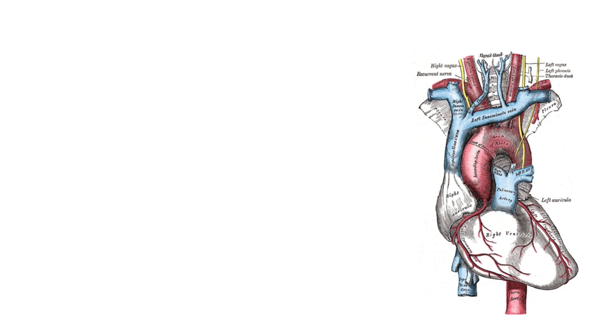 心脏解剖图