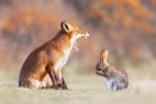 狐狸和兔子