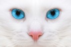 白色蓝眼睛猫咪