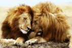 两个狮子的基情