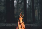 森林里的火