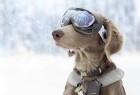 滑雪的狗狗