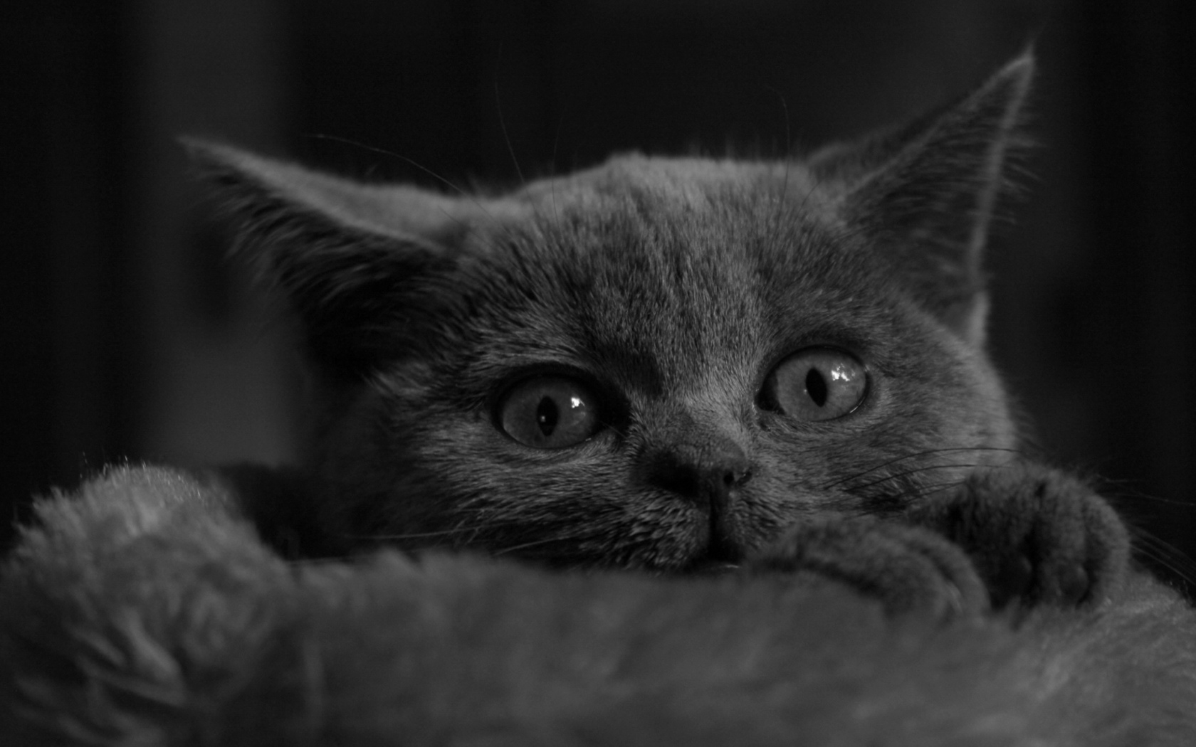 蓝眼黑猫图片