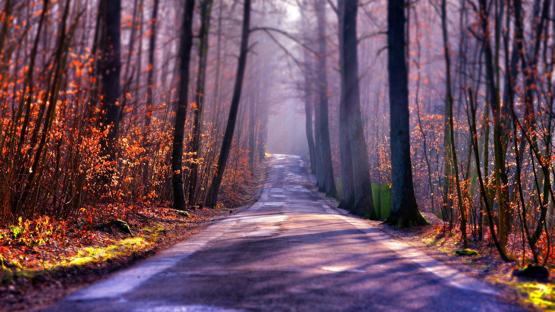 美丽的秋季林荫小路图片素材-编号24830002-图行天下