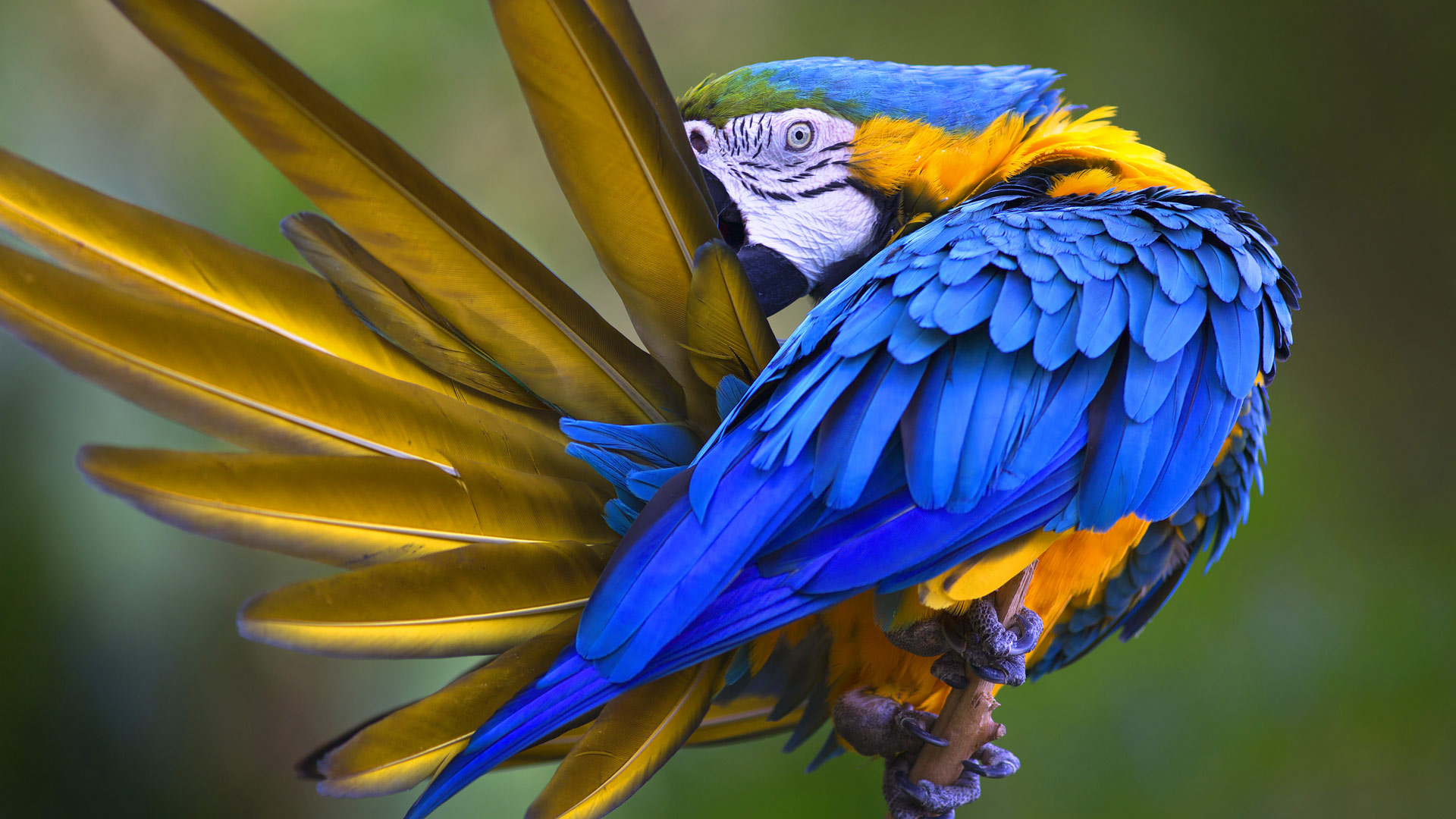 树枝上的蓝色羽毛鹦鹉摄影高清jpg图片免费下载_编号1pehey3mz_图精灵
